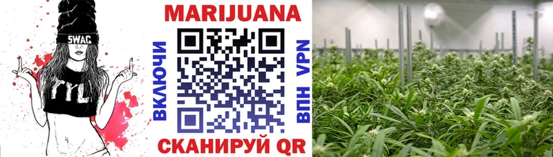Конопля индика  Стародуб 